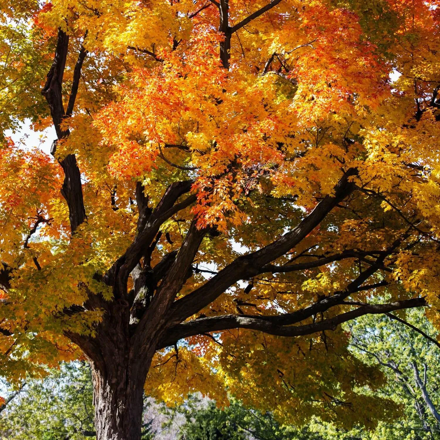 Sugar Maple