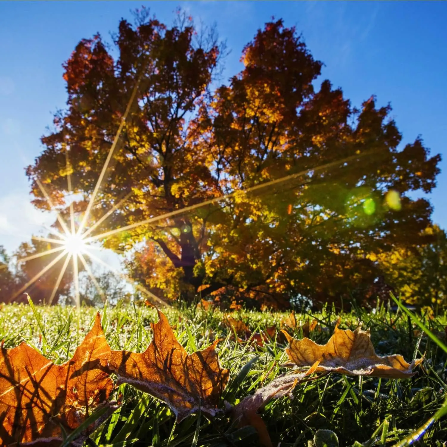 Sugar Maple